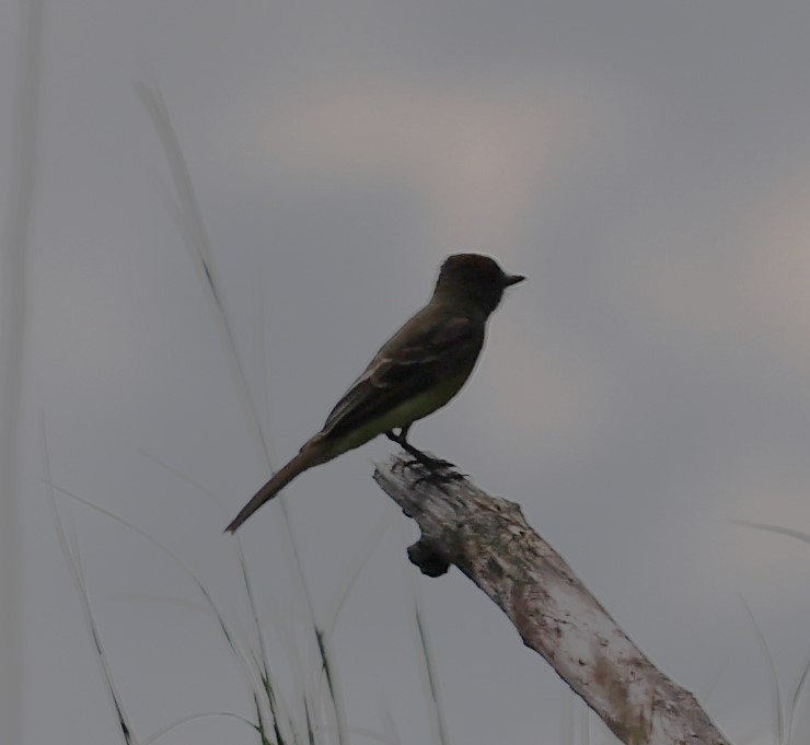 Great Crested Flycatcher - ML621143419
