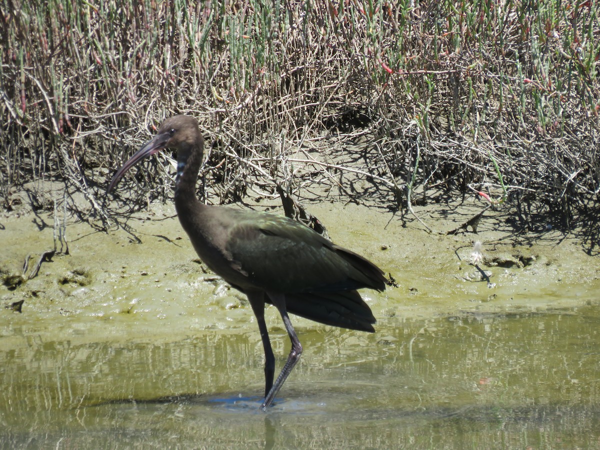 White-faced Ibis - ML621143423