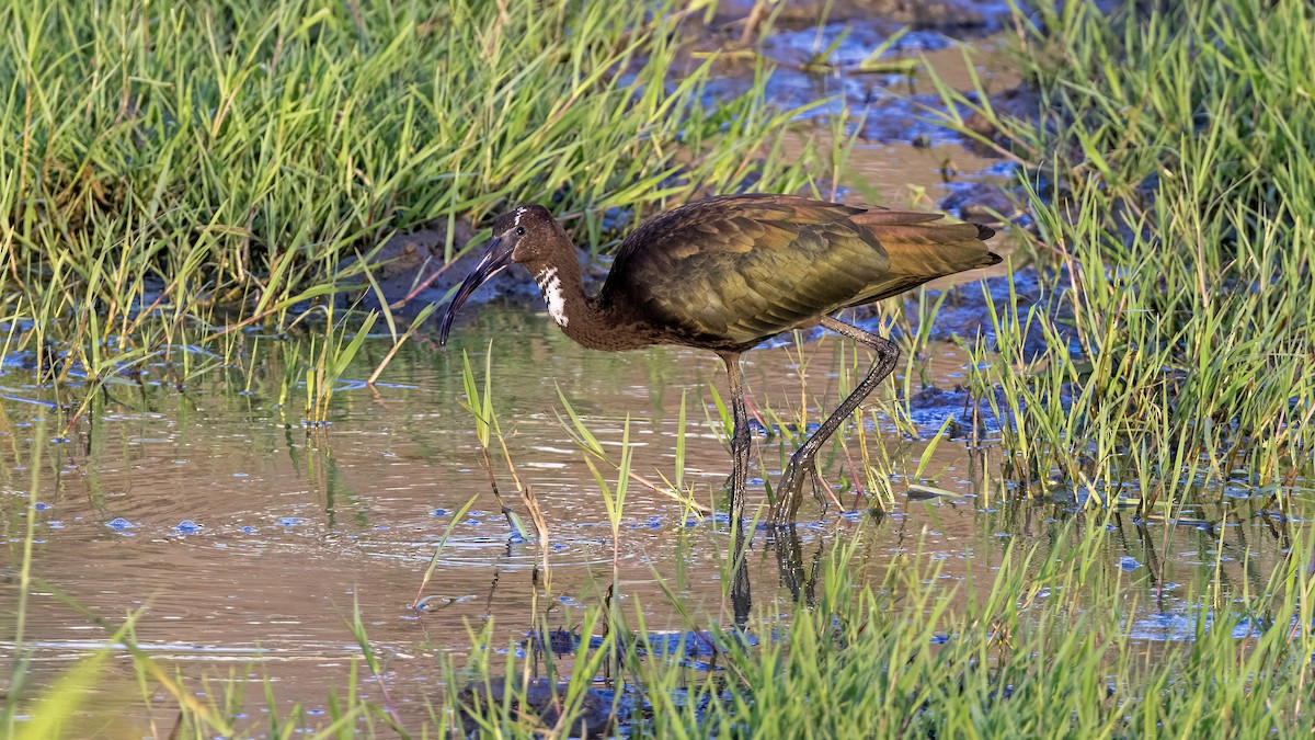 ibis hnědý - ML621143424