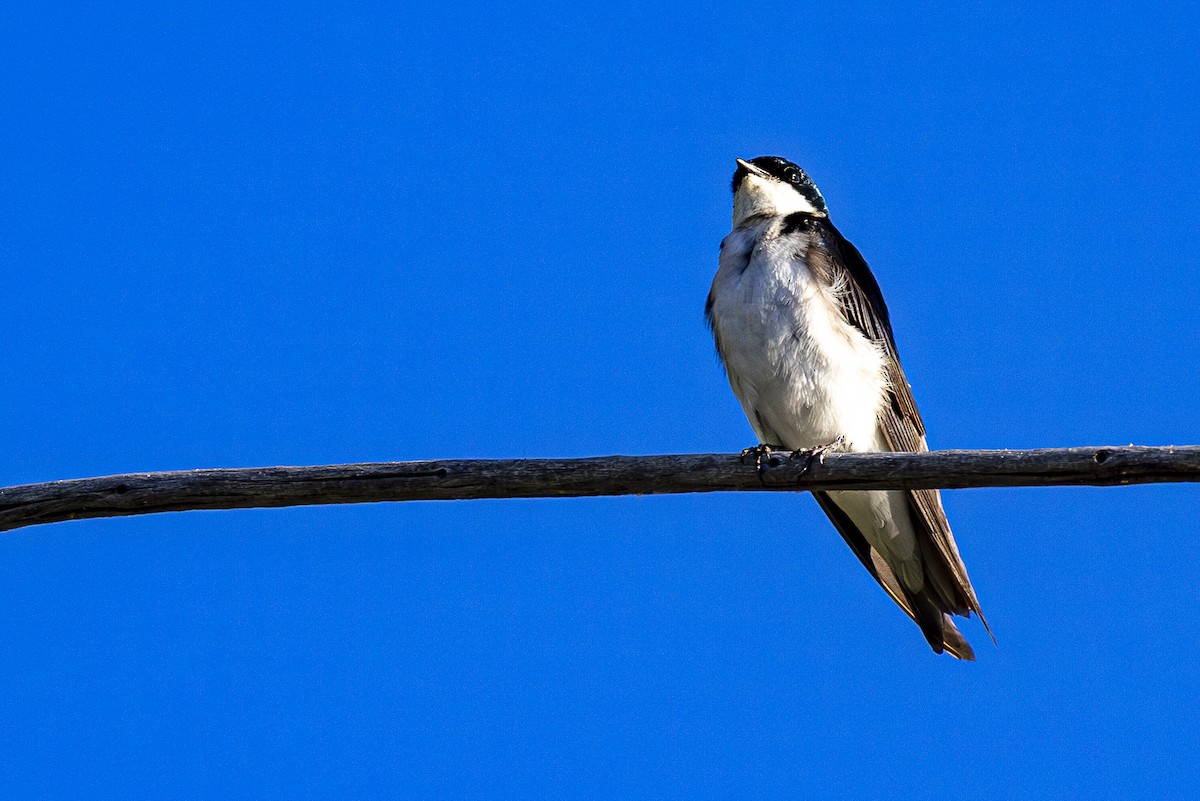 Tree Swallow - Jef Blake