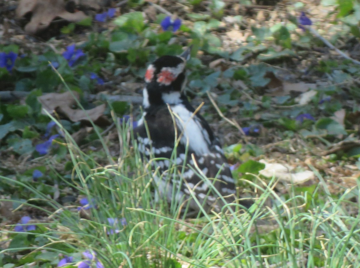 Hairy Woodpecker (Eastern) - ML621143475