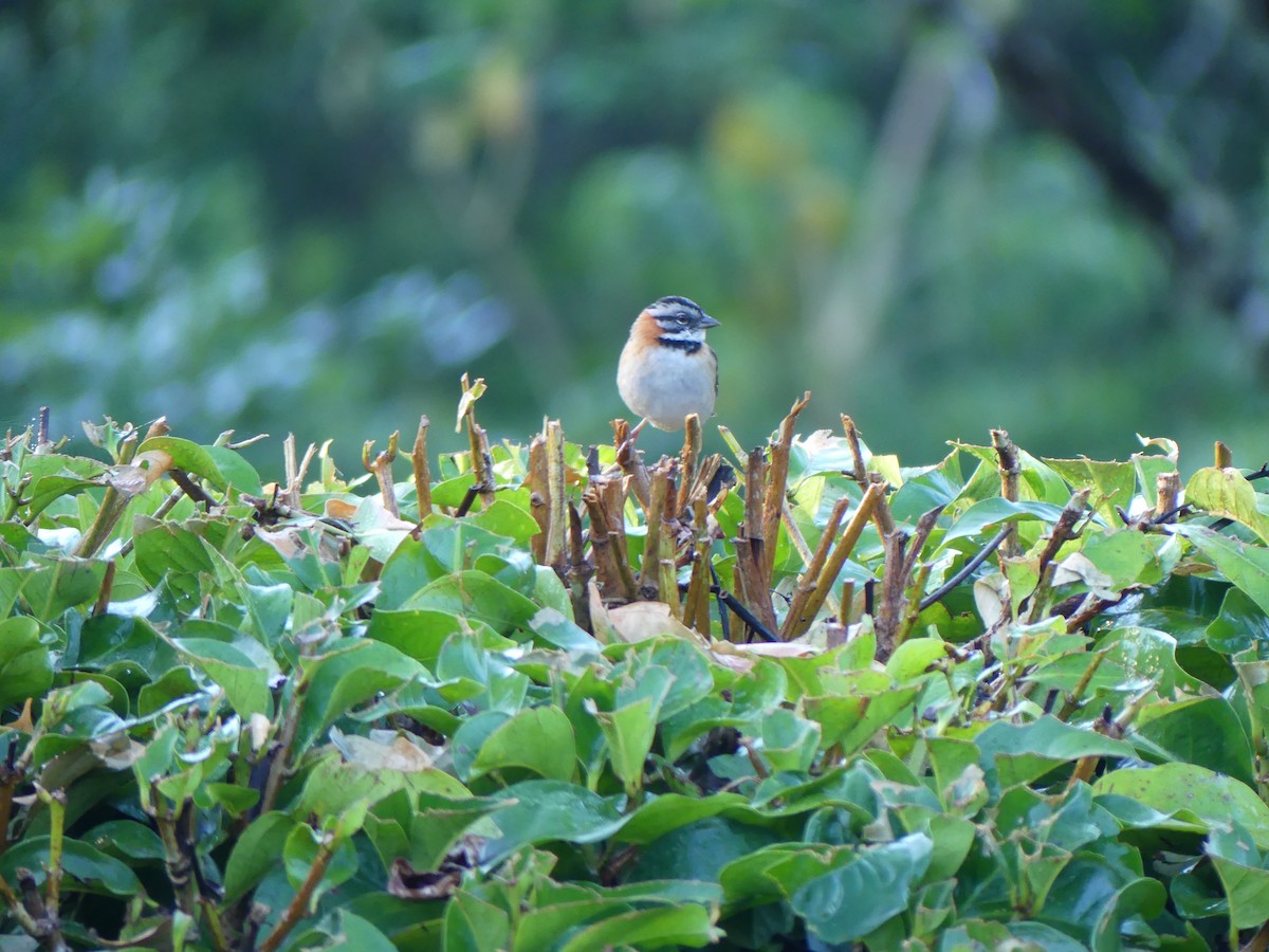 Rufous-collared Sparrow - ML621143481