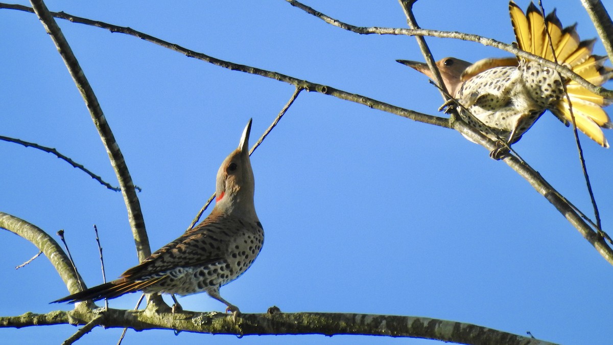 Northern Flicker (Yellow-shafted) - ML621143486