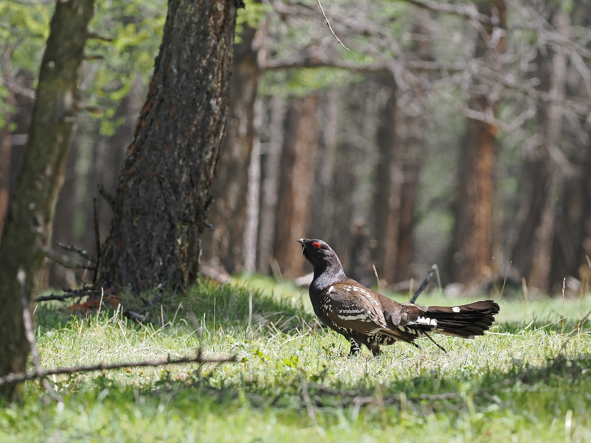 Black-billed Capercaillie - ML621143503