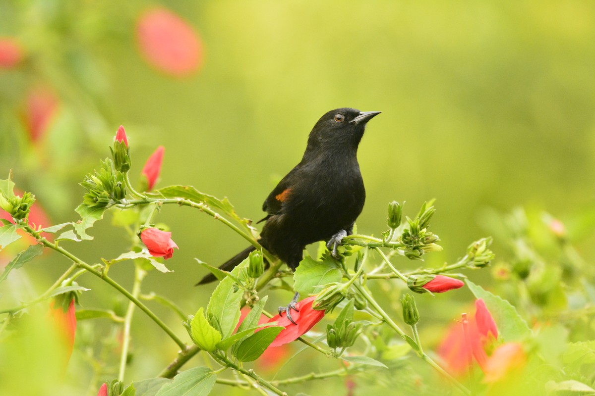 Variable Oriole - ML621143525