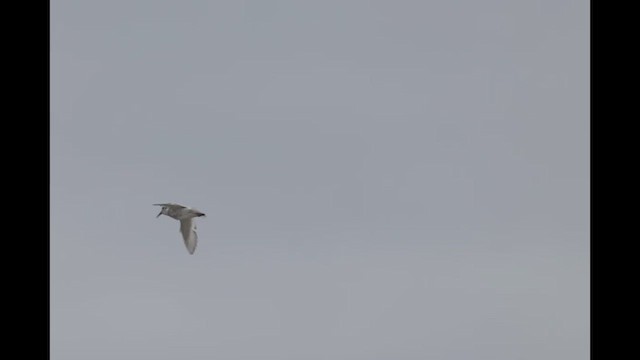 Rock Sandpiper (Pribilof Is.) - ML621143526