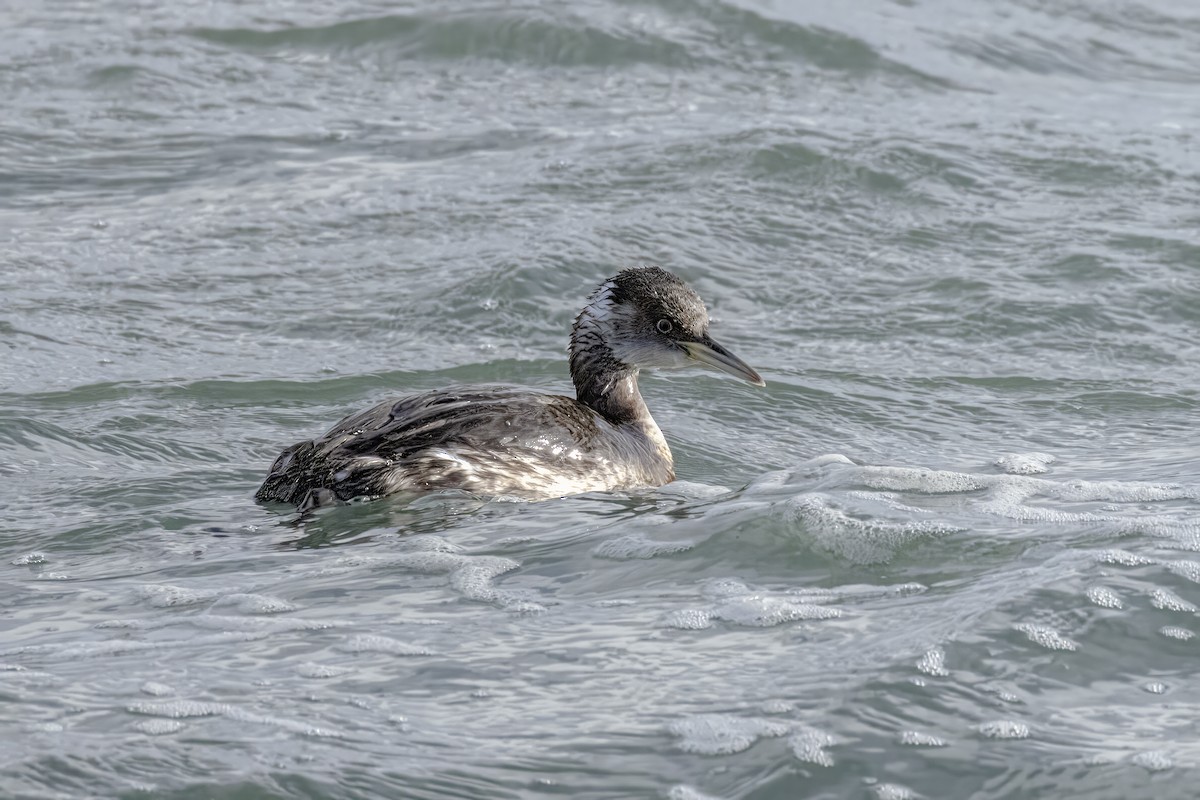 Red-necked Grebe - ML621143534