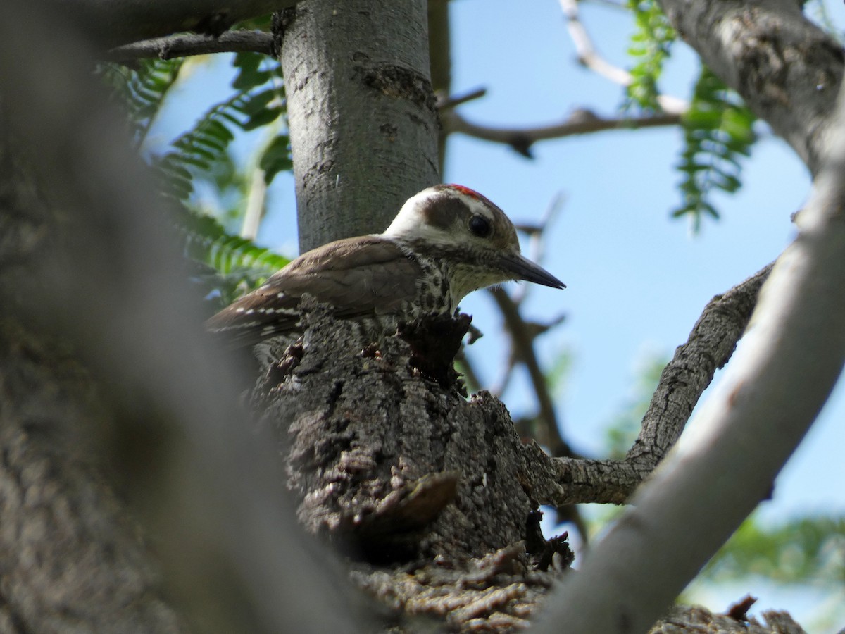 Arizona Woodpecker - ML621143550