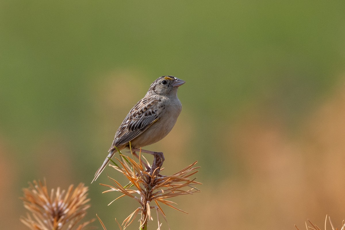 Grasshopper Sparrow - ML621143563