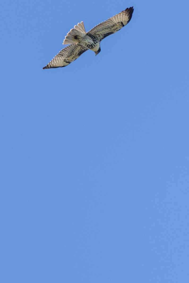 Red-tailed Hawk - ML621143570