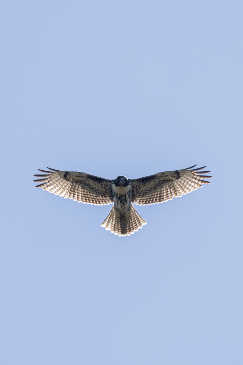 Red-tailed Hawk - Anna Klafter