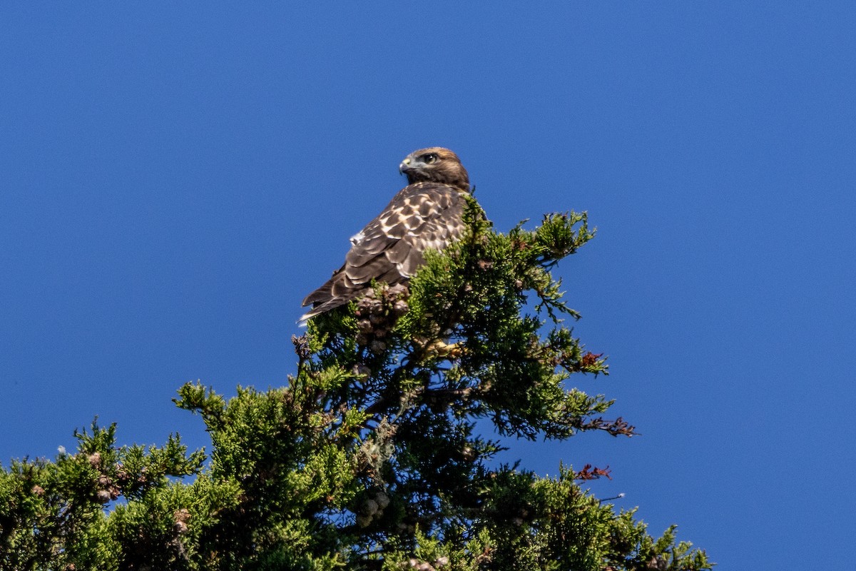 Red-tailed Hawk - ML621143594