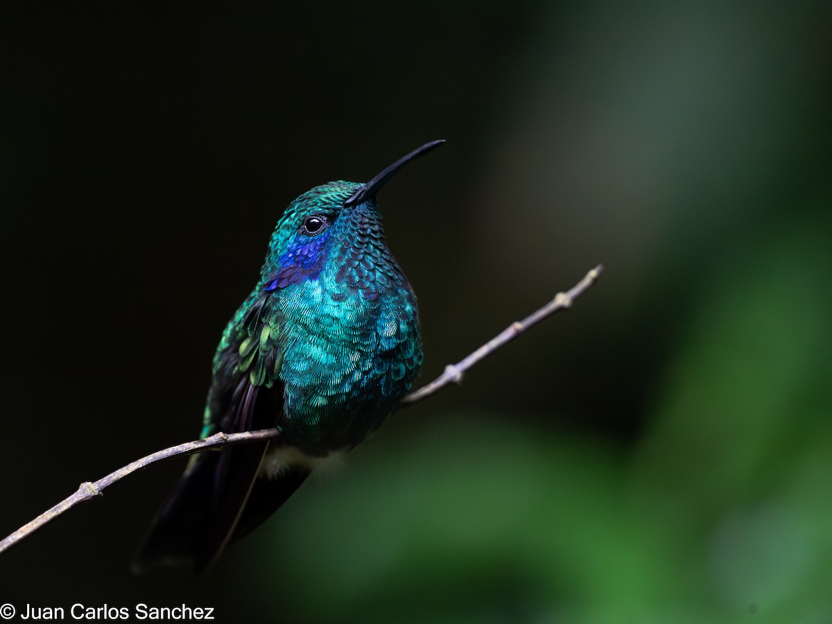 kolibřík modrouchý - ML621143600