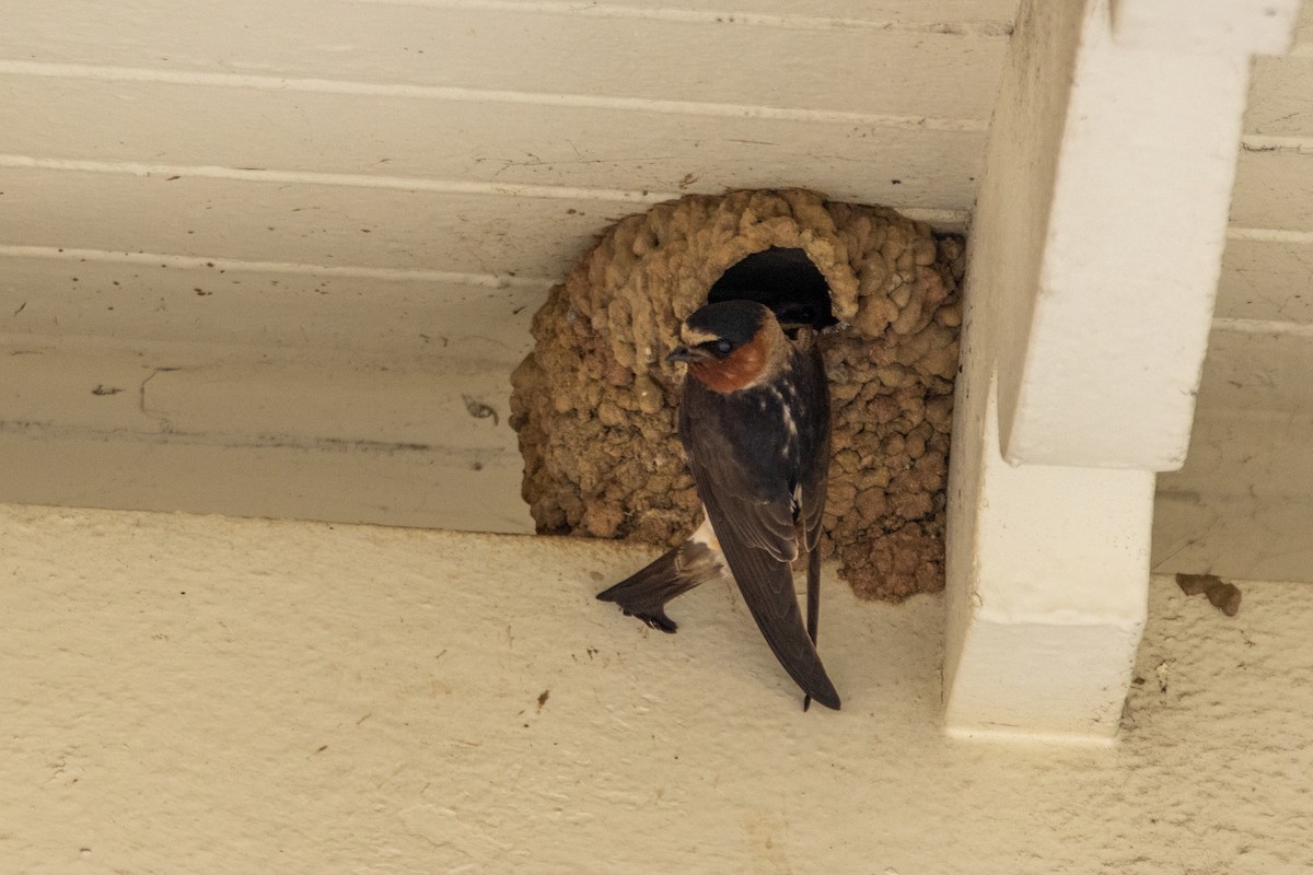 Cliff Swallow - ML621143613