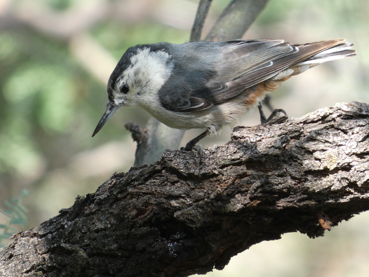 White-breasted Nuthatch - ML621143634