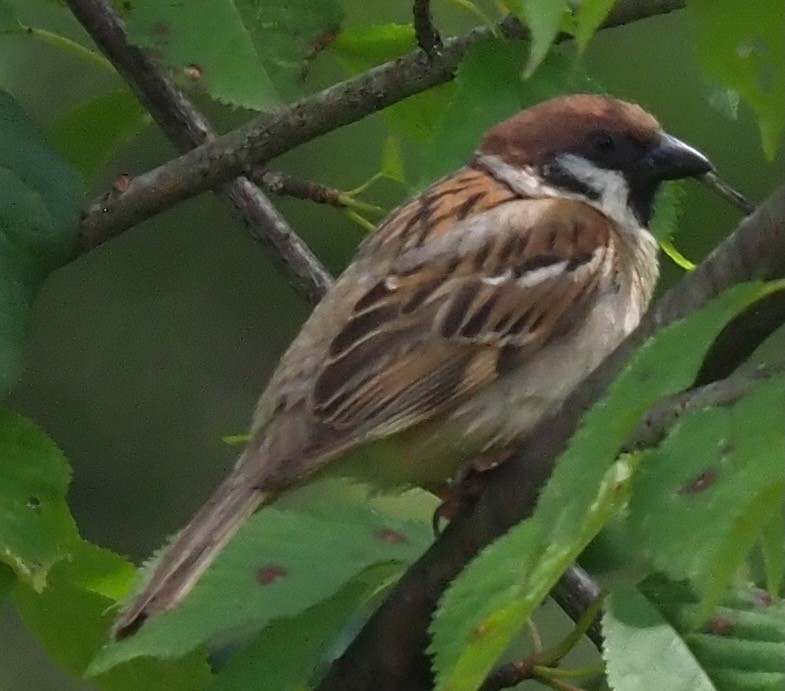 Eurasian Tree Sparrow - ML621143635