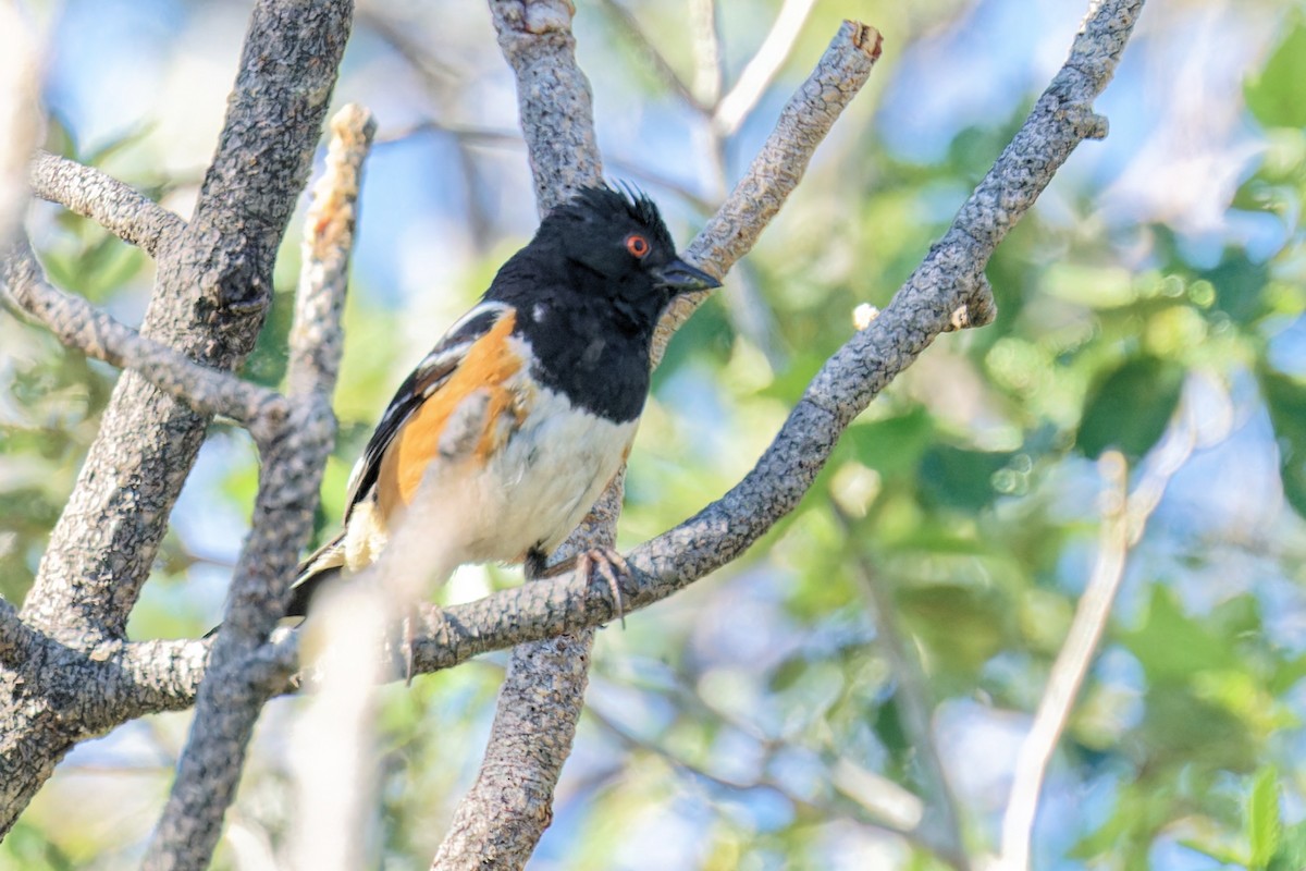 Spotted Towhee - ML621143642