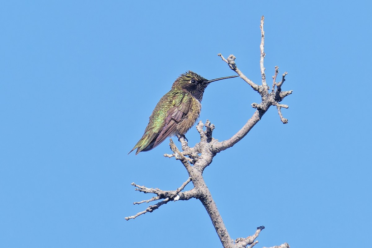Broad-tailed Hummingbird - ML621143649