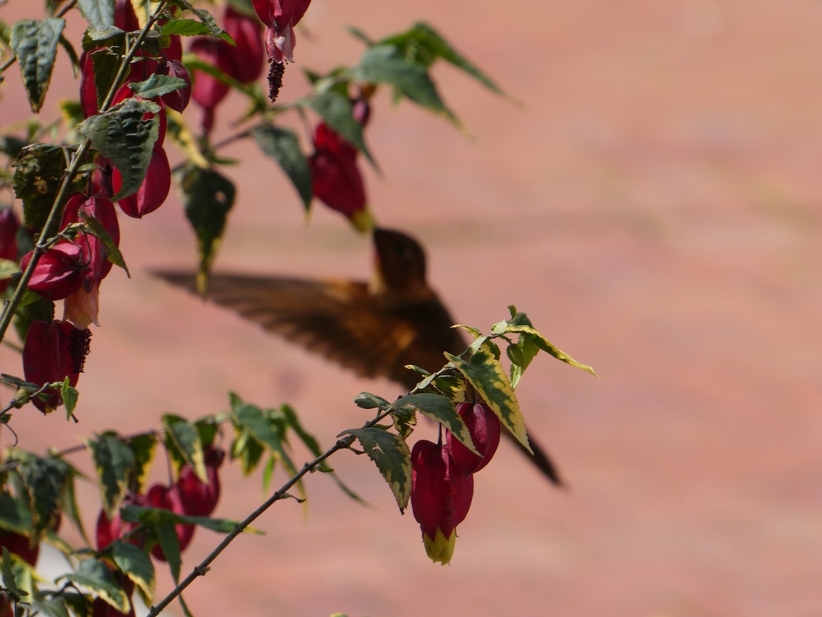 kolibřík duhovohřbetý - ML621143759