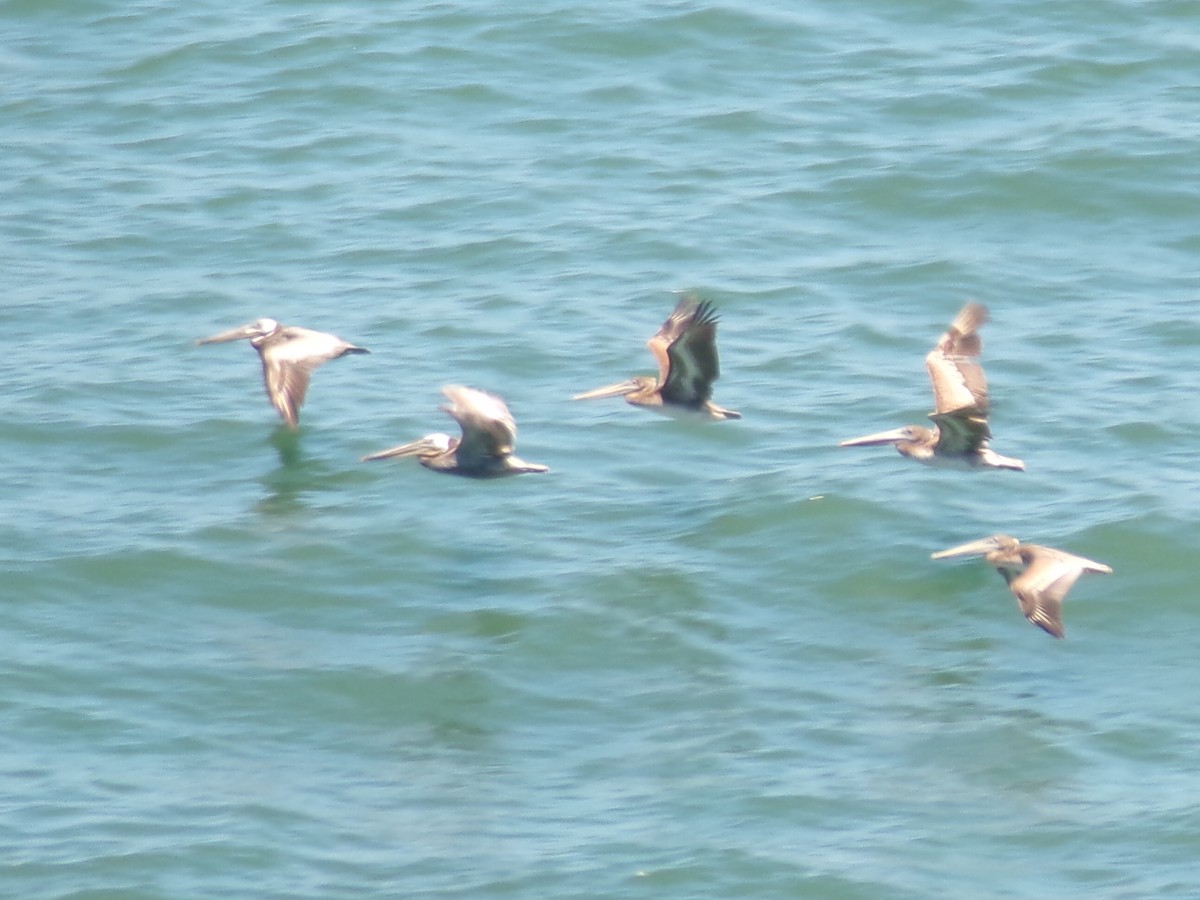 pelikán hnědý - ML621143761