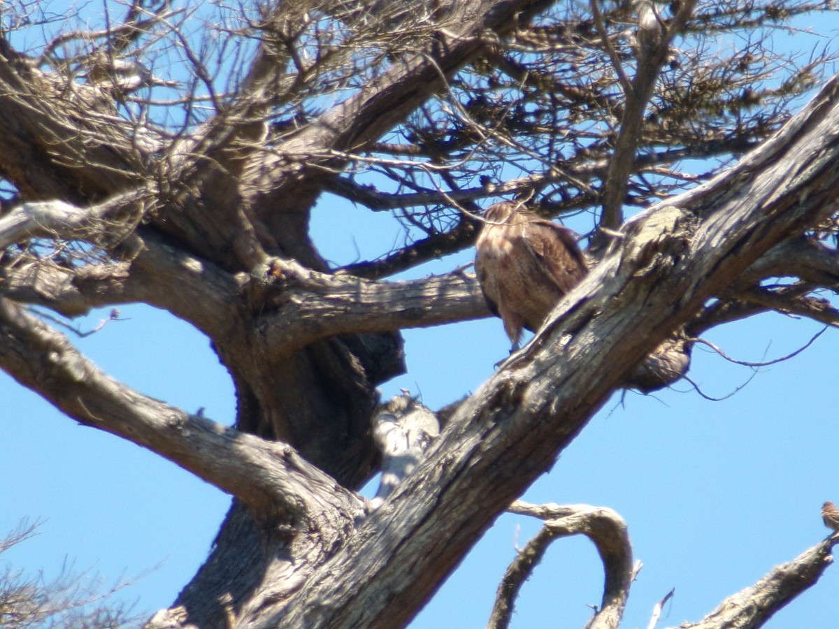 Red-tailed Hawk - ML621143766