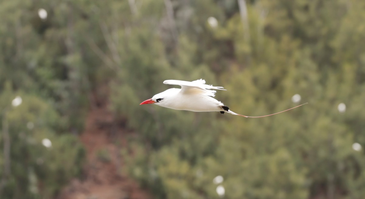 Red-tailed Tropicbird - ML621143768