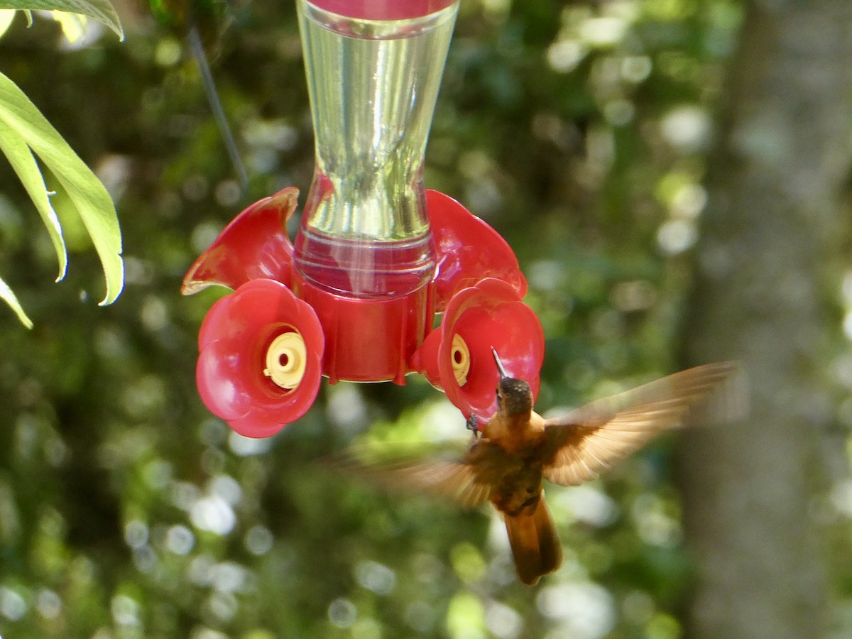 kolibřík duhovohřbetý - ML621143775