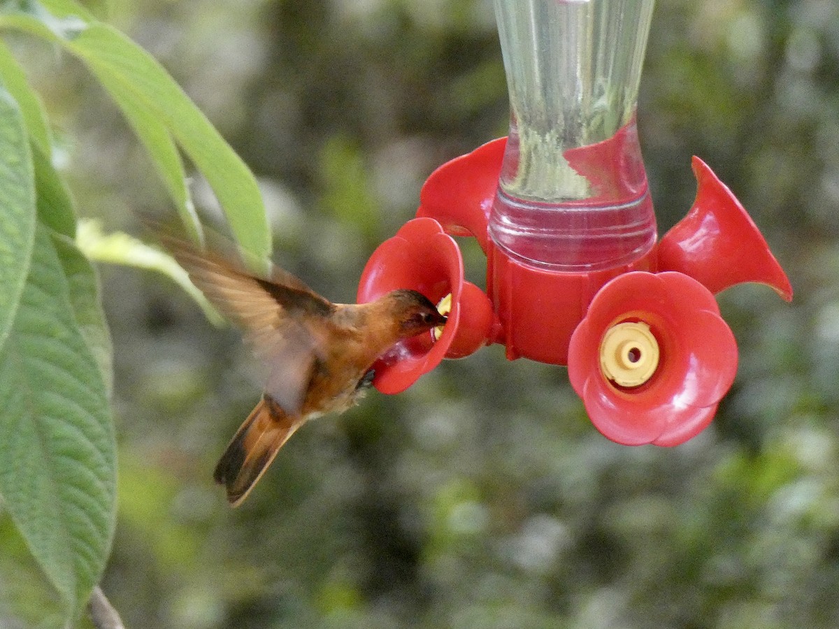 kolibřík duhovohřbetý - ML621143777