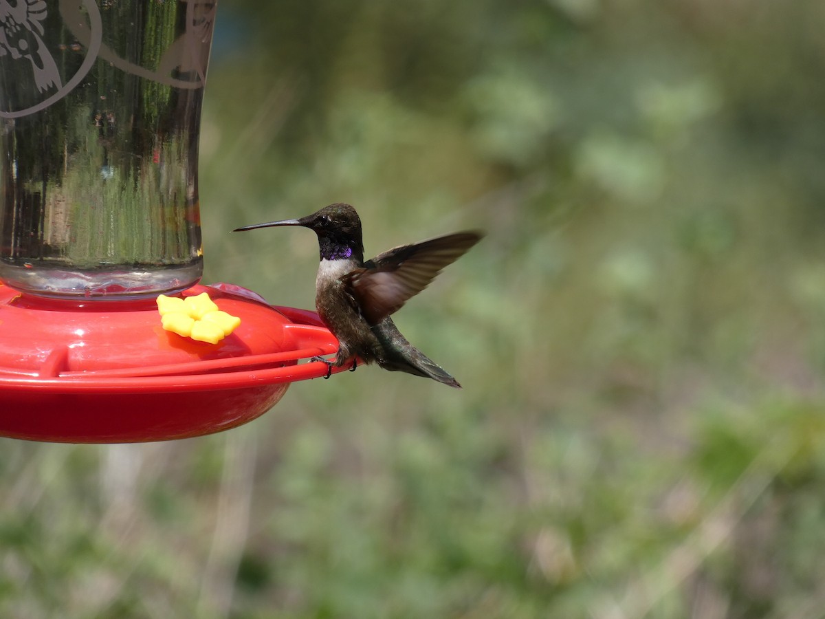 Black-chinned Hummingbird - Hugh & Regina