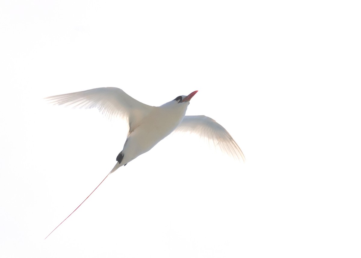 Red-tailed Tropicbird - ML621143792