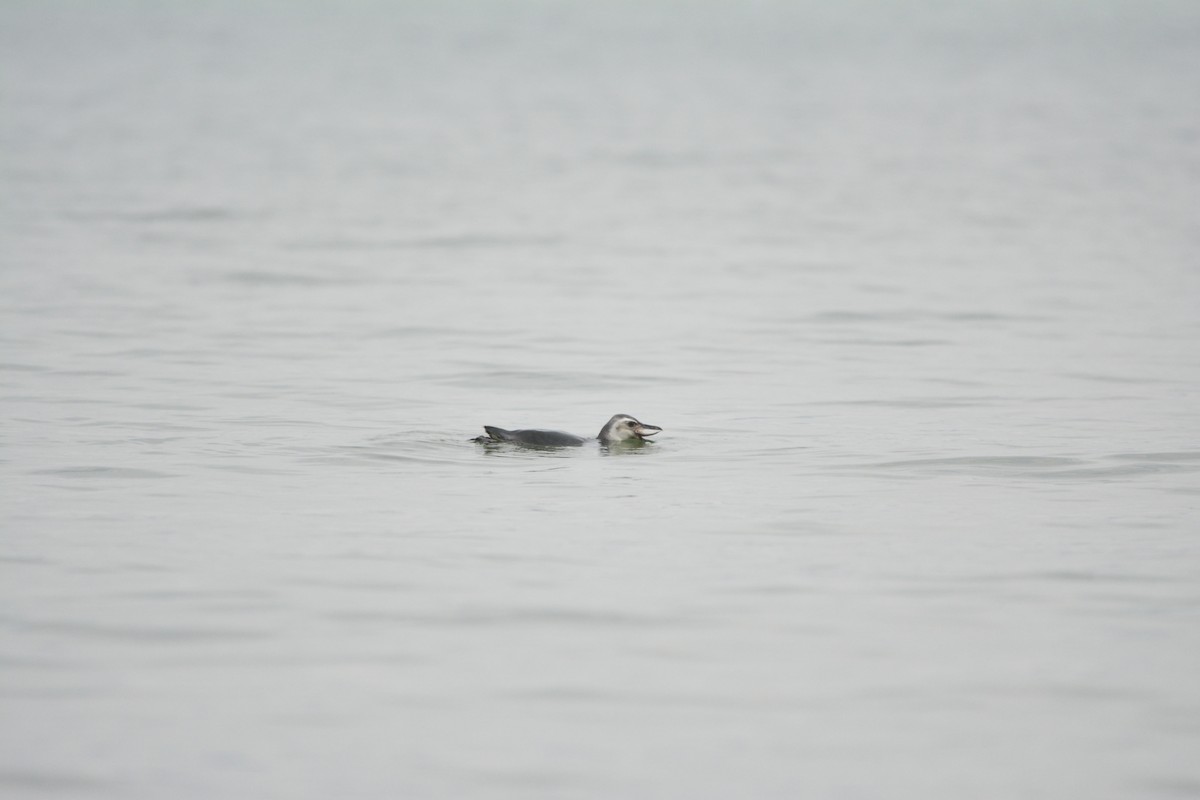 Magellanic Penguin - ML621143809