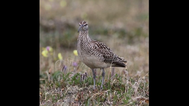 Bristle-thighed Curlew - ML621143859