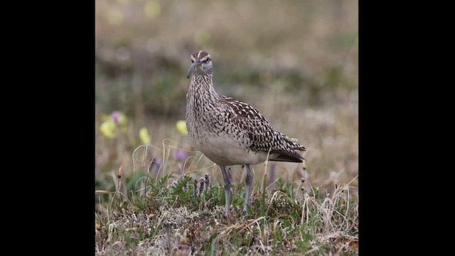 Borstenbrachvogel - ML621143859