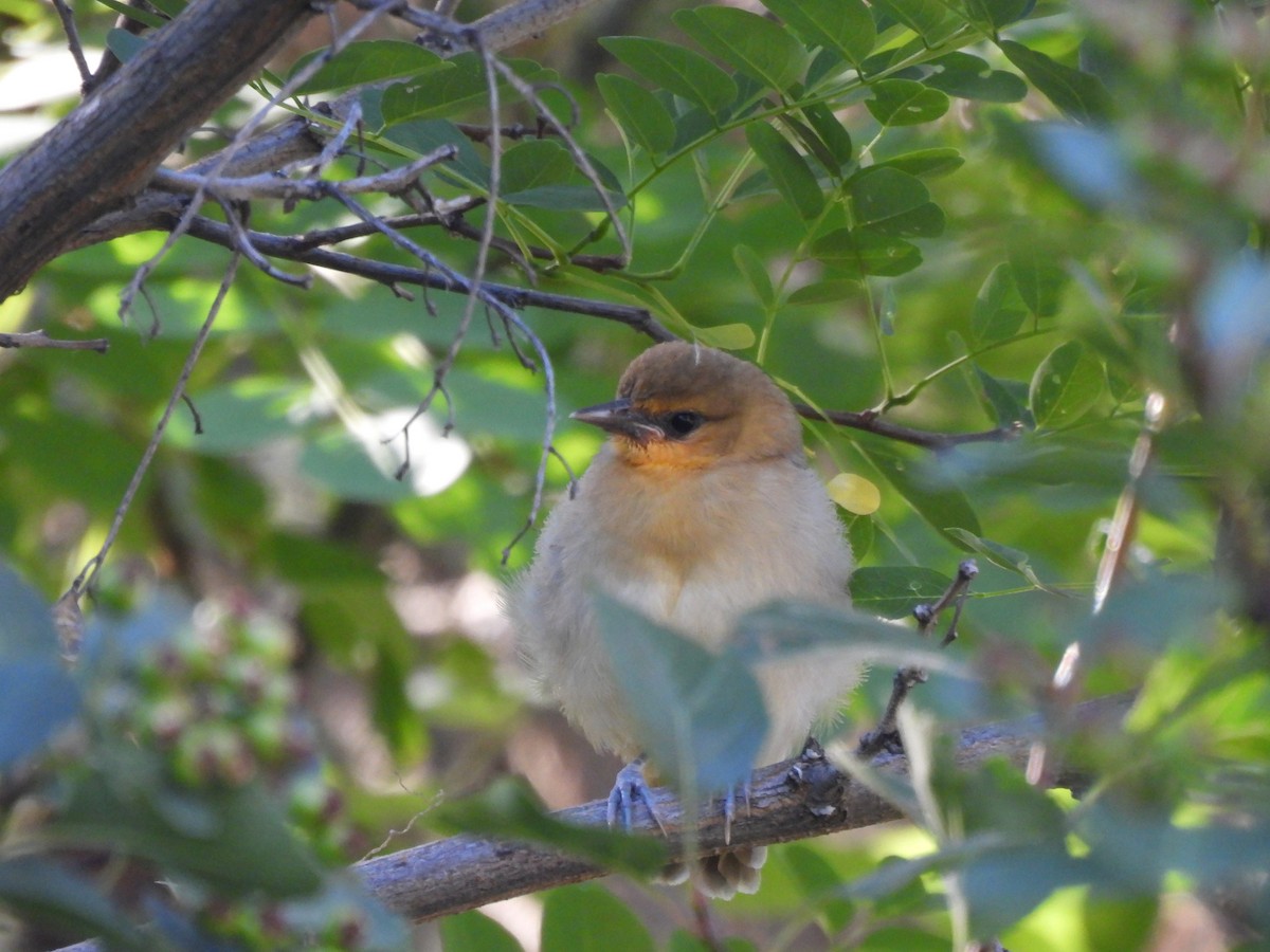 Bullock's Oriole - ML621143865