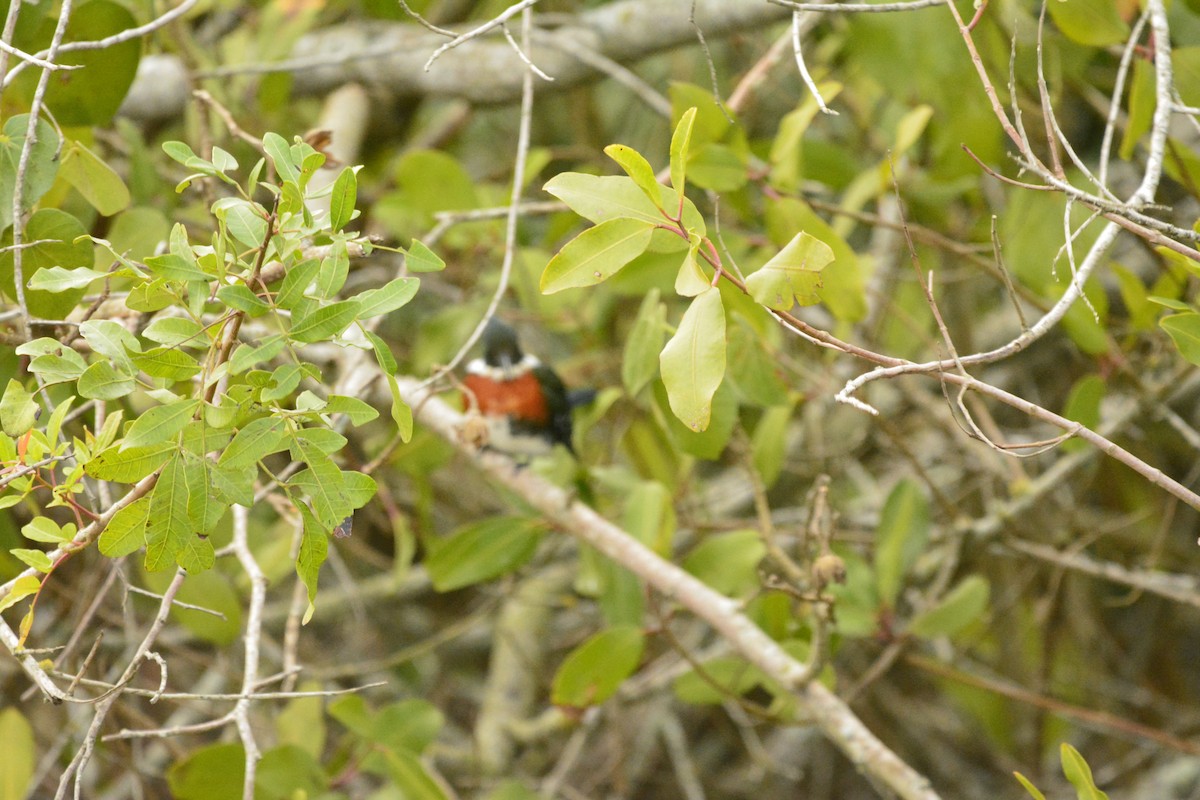 Green Kingfisher - ML621143906