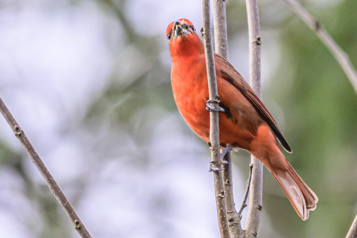Hepatic Tanager - Amed Hernández