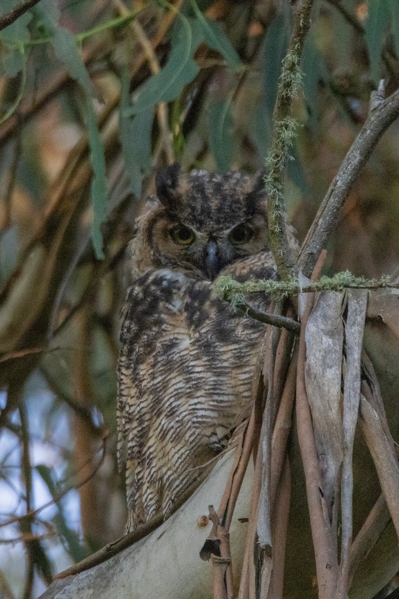 Great Horned Owl - ML621143921