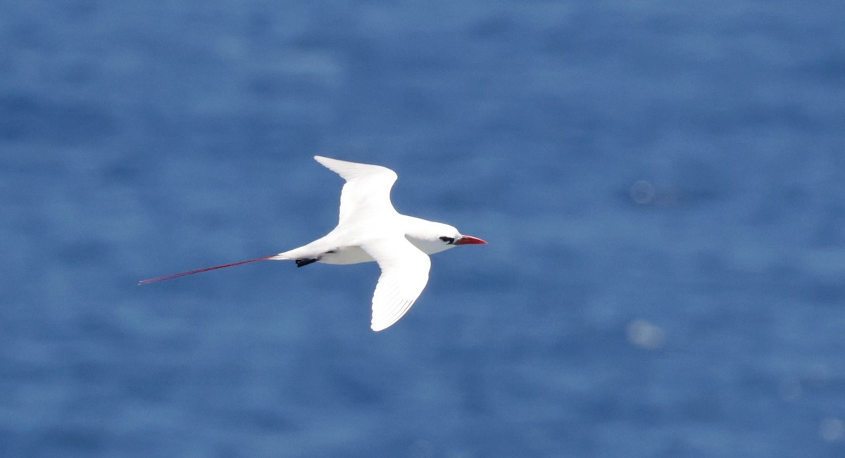 Red-tailed Tropicbird - ML621143925