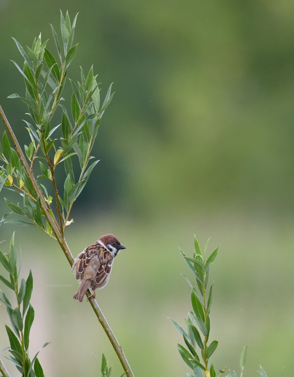 Eurasian Tree Sparrow - ML621143933