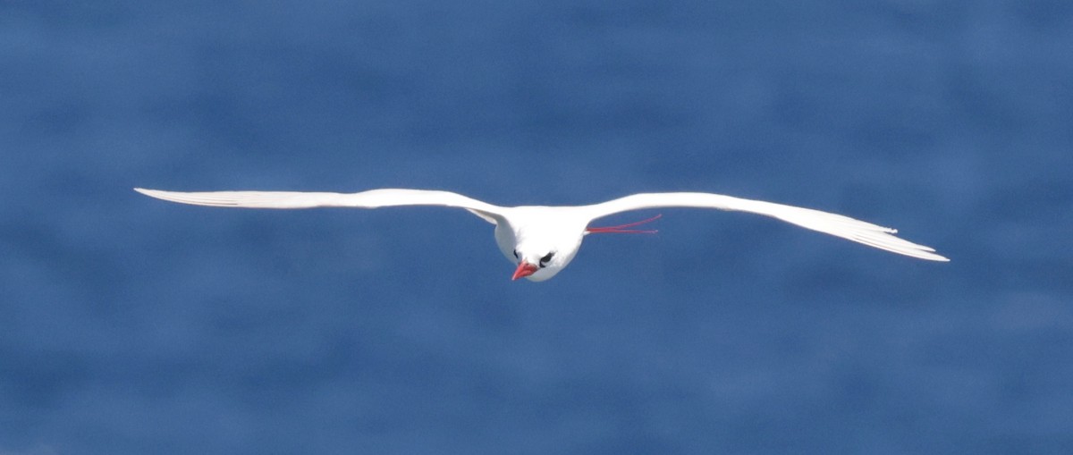 Red-tailed Tropicbird - ML621143935