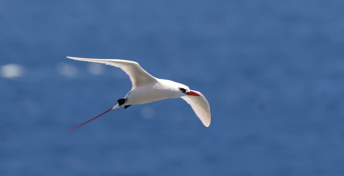 Red-tailed Tropicbird - ML621143973