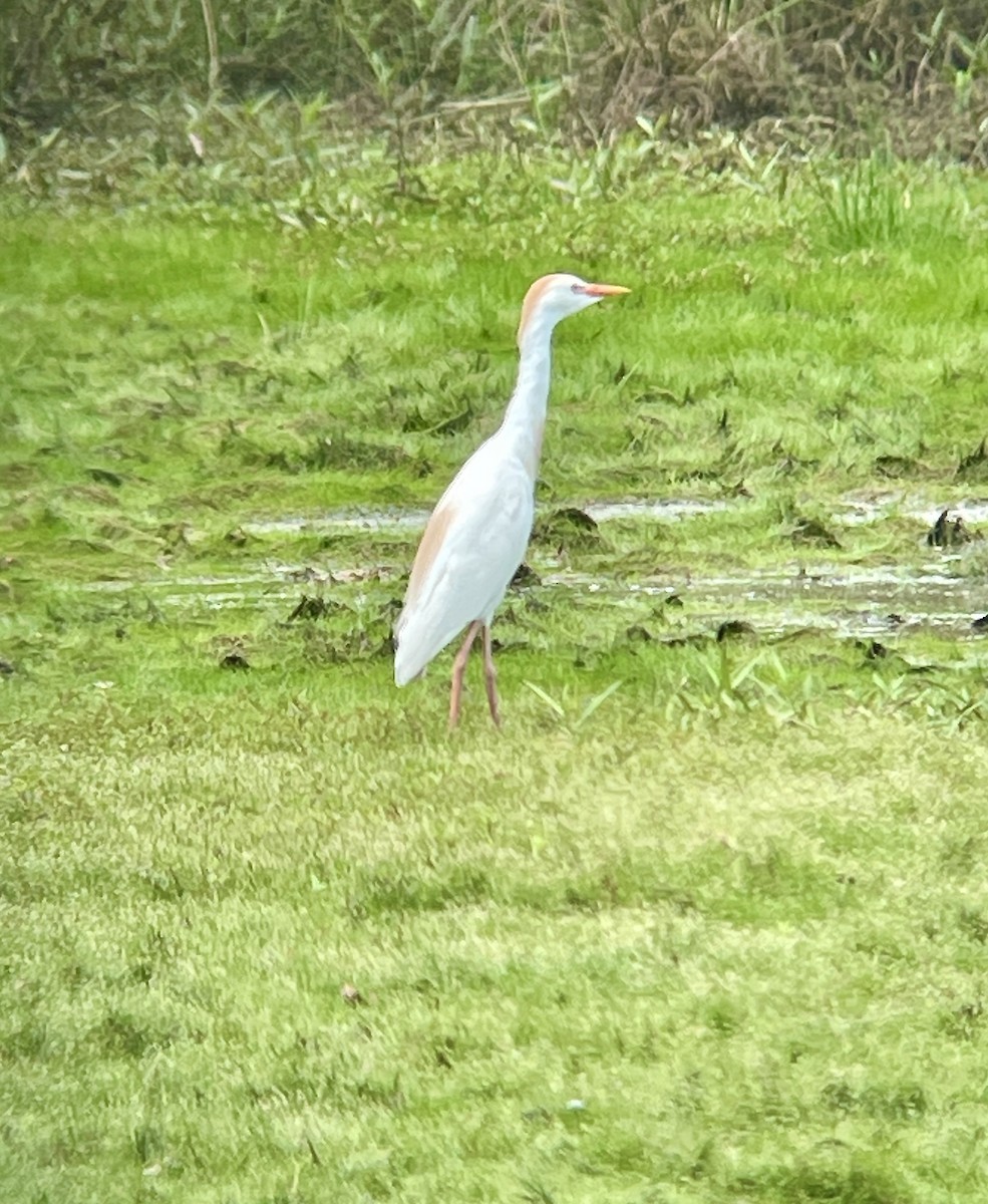 Western Cattle-Egret - ML621143981