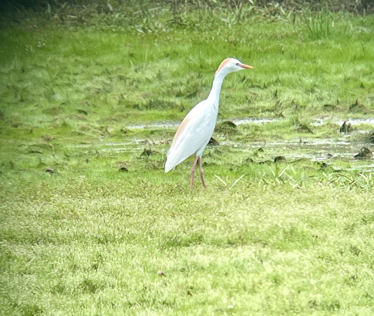 Western Cattle-Egret - ML621143982