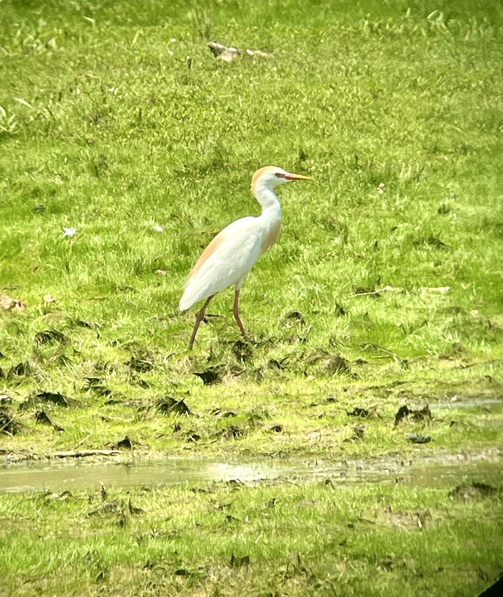 Western Cattle-Egret - ML621143983