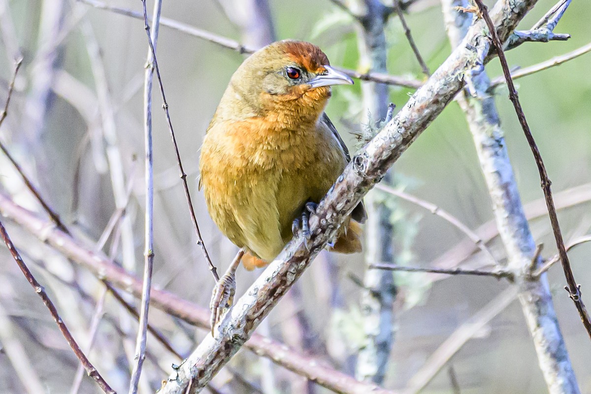 Orange-breasted Thornbird - ML621144048