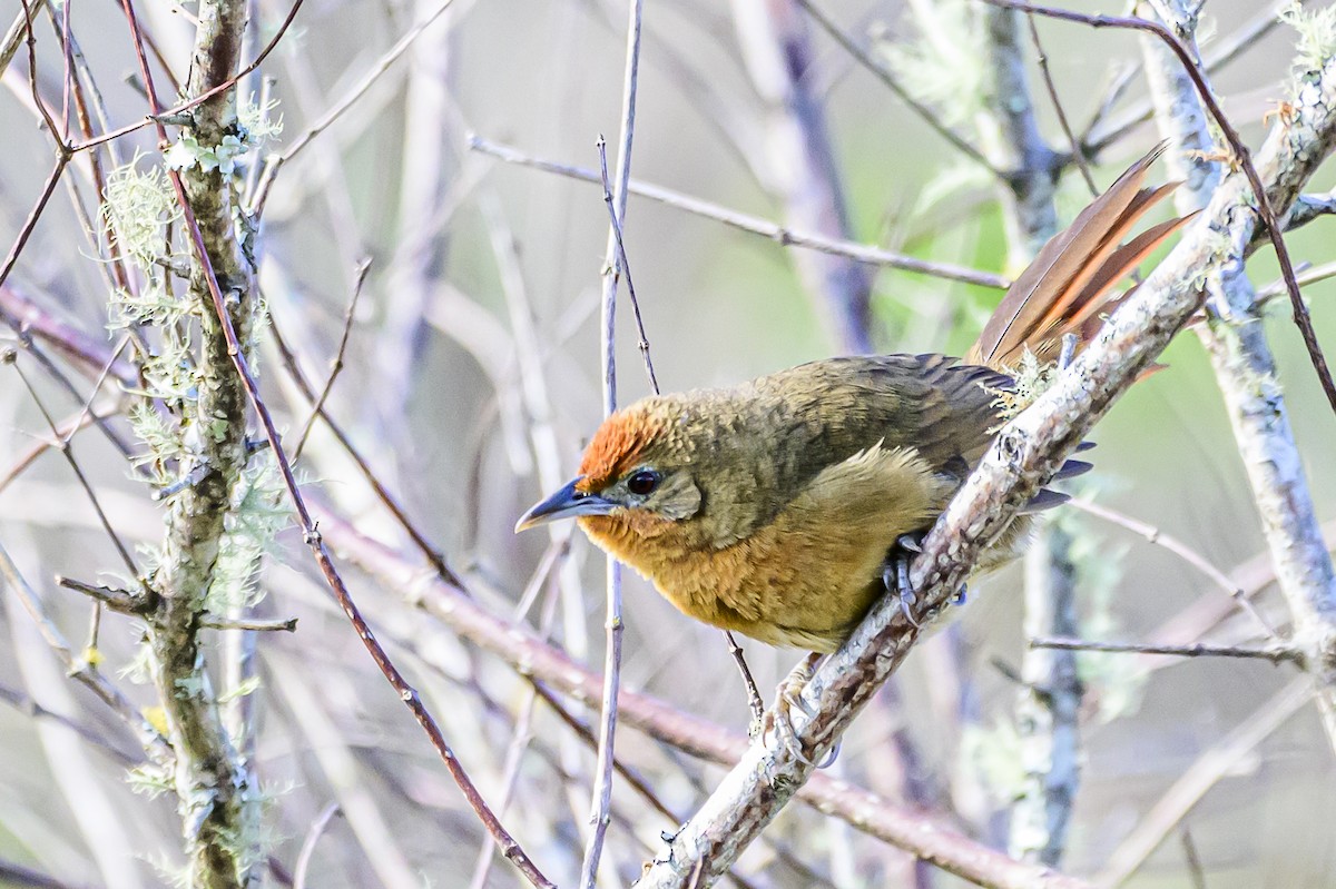 Orange-breasted Thornbird - Amed Hernández