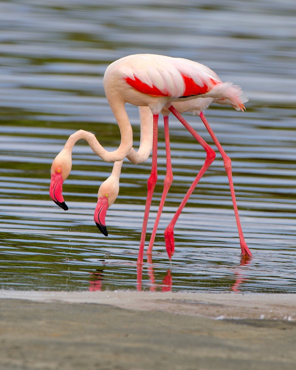Greater Flamingo - ML621144051