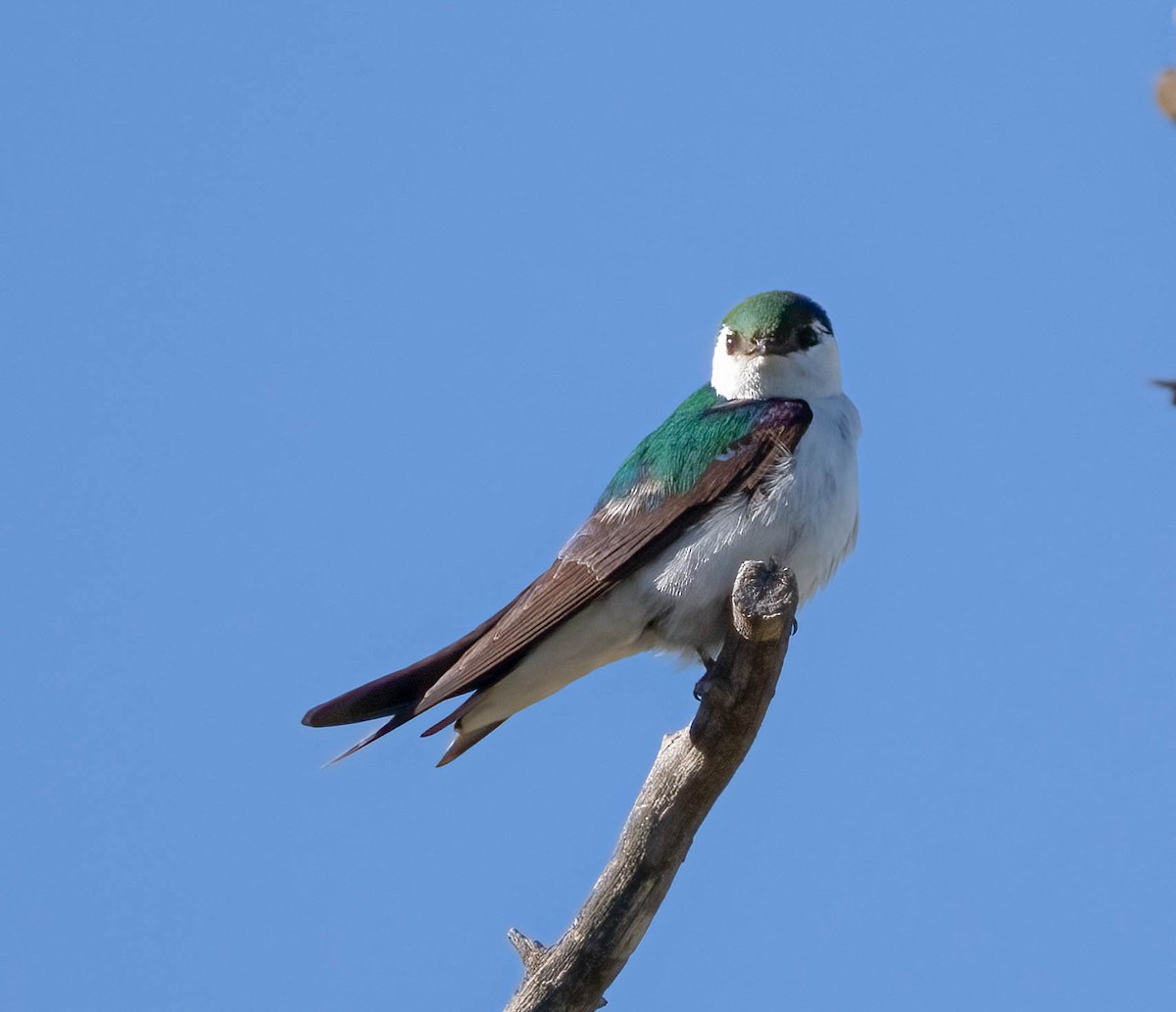 Violet-green Swallow - ML621144067