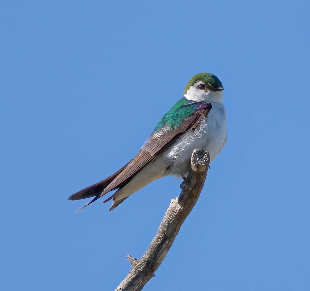 Violet-green Swallow - ML621144069
