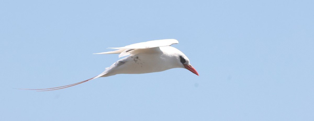 Red-tailed Tropicbird - ML621144074